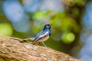 Oriental Magpie-Robin