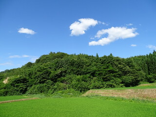 初夏の里山風景