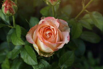 Beautiful blooming coral rose on bush outdoors, closeup