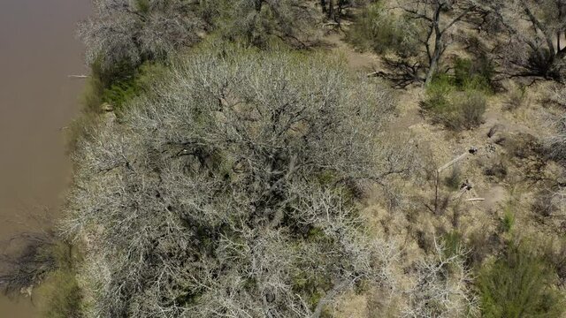 Leafless Cottonwood Tree On The Riverbank Of Rio Grande In Alameda Open Space, Albuquerque, New Mexico. drone ascend