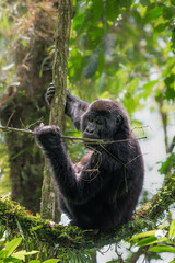 Mountain Gorilla