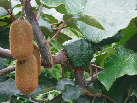 木に実るキウイフルーツ　〜Kiwifruit on the tree