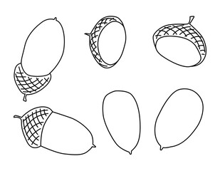 Oak fruits. Acorns. For decorating postcards, covers, texts. Vector outline hand drawn illustration in doodle style. Isolated on a white background