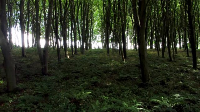 4K slow drone footage flying between trees in a forest.
