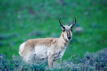 Mexican Pronghorn