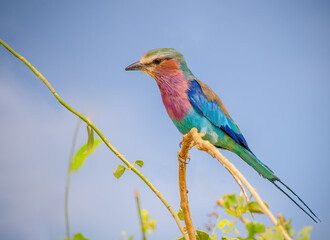 Lilac Breasted Roller