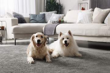 Adorable dogs resting in modern living room