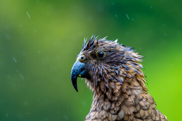New Zealand Kea Alpine Parrot