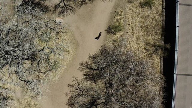 Person Walking Pet Dog On Sandy Park With Bare Cottonwood Trees. Alameda Open Space In Rio Grande Boulevard In Albuquerque, New Mexico. drone top-down