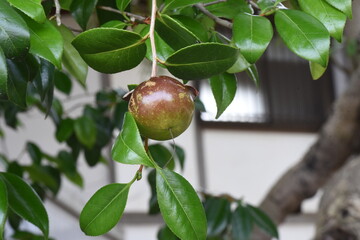 The fruits of camellia japonica. Theaceae evergreen tree.
