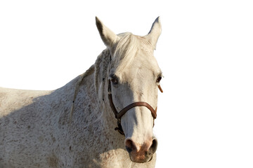 Portrait of an arabian horse of gray color on a white background