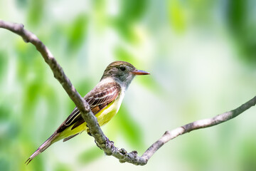 Great Crested Flycatcher