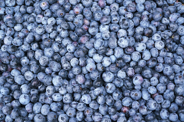 fresh picked blueberry with green leaves