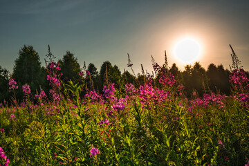 Summer landscape with sunset