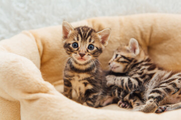 Closee-up little bengal kittens on the cat's pillow