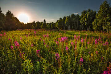 Summer landscape with sunset