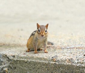  Cute chipmunk on the old steps