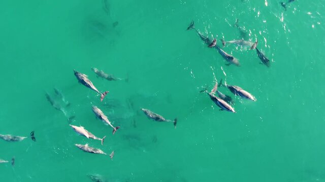 Drone aerial pan shot of Dolphin pod swimming in clear water Pacific Ocean Central Coast tourism NSW Australia 4K