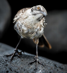 Galapagos Hood mockingbird