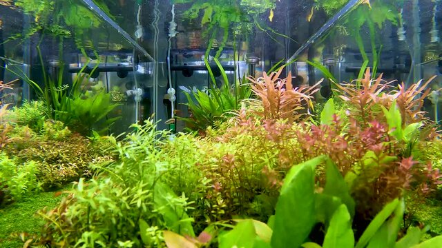 close up image of aquarium tank with a variety of aquatic plants and small fish inside.