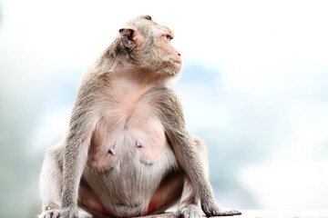 japanese macaque sitting on the ground