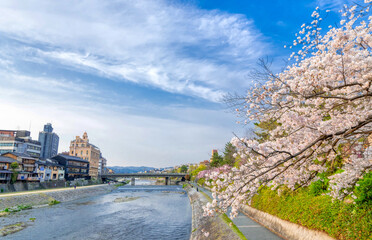 京都　春　満開の桜　鴨川