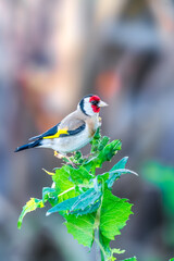 European Goldfinch