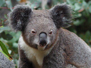 Captivating gorgeous Koala resting in a Eucalyptus tree.