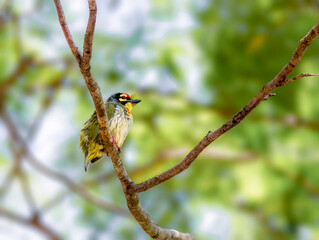 Coppersmith Barbet
