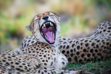 Cheetah in the Savanna