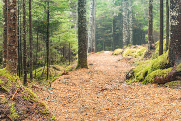Foot Path in the Woods with a slight mist