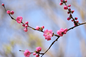 plum blossom