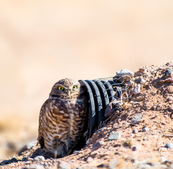 Burrowing Owl near a makeshift burrow