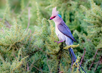 Blue Naped Mousebird