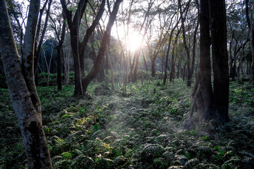 morning in the woods