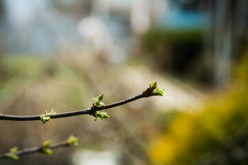 New leaves on apple tree in the garden. Selective focus.
