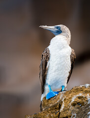 Obraz premium Blue footed booby