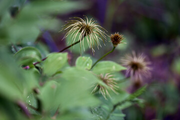 Fototapeta premium clematis 