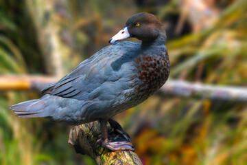 blue duck