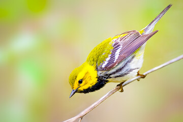 Black-throated green warbler