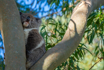 Cute Koala on eucalyptus tree Australia	