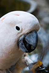 portrait of a parrot