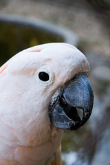 close up of a white parrot