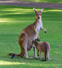Western Grey Kangaroo (Macropus fuliginosus) with her joey  Perth Western Australia.	 - obrazy, fototapety, plakaty