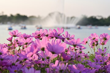 Choose the focus of the pink Cosmos Bipinnatus or the Mexican aster that blooms in the sunlit garden.There are fountains and pedal boats in the pond in the background.Commonly called the garden cosmos