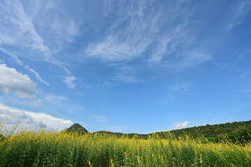 Obraz premium Beautiful view of Sunhemp (Crotalaria) yellow flower field under blue sky, green mountains and scattered white clouds. 