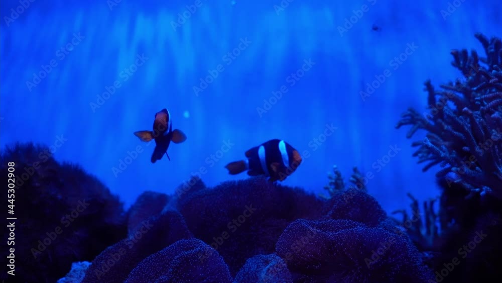 Wall mural pair of clarkii clownfish (amphiprion clarkii) if they can't find anemone they can live with soft co - Wall murals