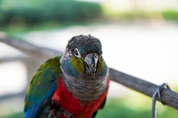 blue and yellow macaw