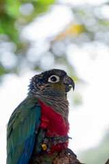 blue and yellow macaw