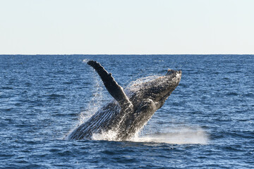 Whale about to land back into the ocean after breaching.
